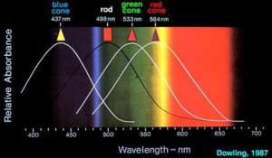 Spectral sensitivity of rods and cones with a spectrum background for reference.
